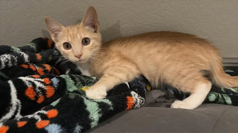A baby small-sized female Orange / Red Domestic Short Hair cat named Lexus Purrengine for adoption in Chandler, AZ