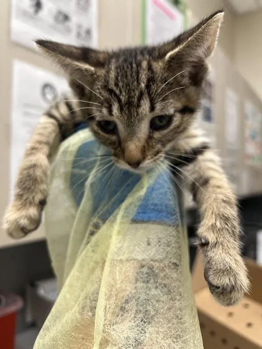 A baby small-sized male Domestic Short Hair cat named Juan for adoption in Las Vegas, NV