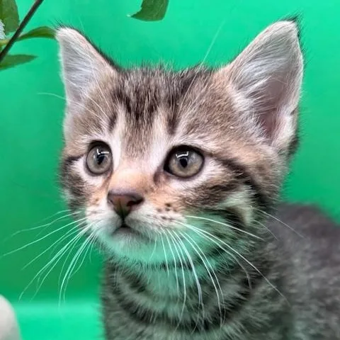 A baby medium-sized male Tabby (Brown / Chocolate) Domestic Short Hair cat named United for adoption in Springfield, MO