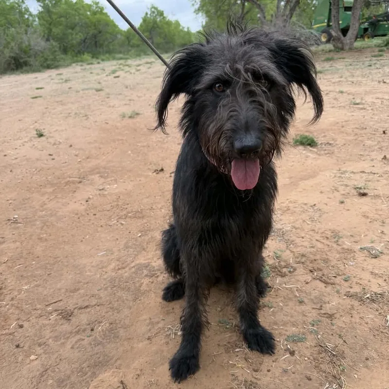 A young large-sized female Black Black Labrador Retriever dog named Izzy for adoption in Wadena, MN