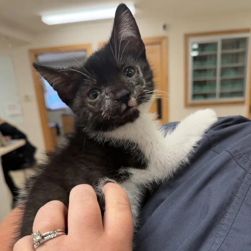 A baby small-sized male Black Domestic Short Hair cat named Will for adoption in Coralville, IA