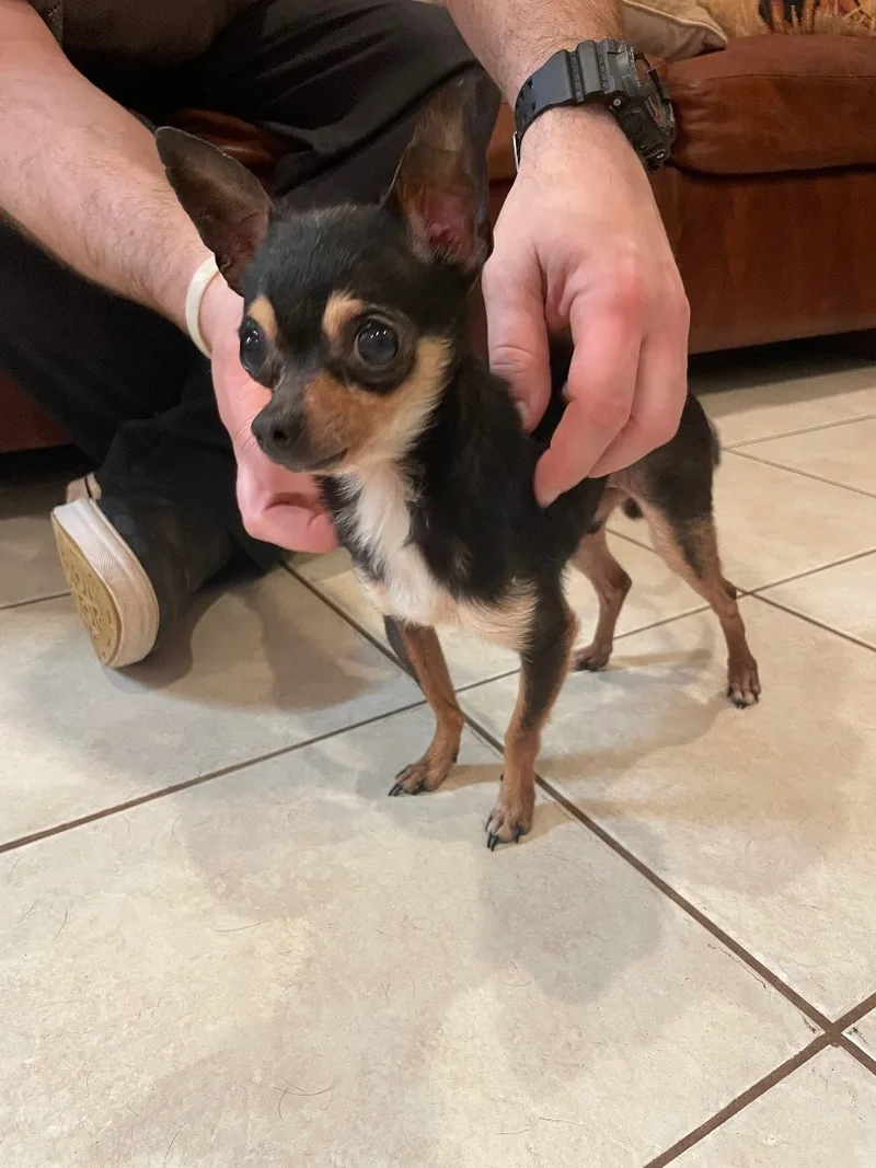 A senior small-sized male Bicolor Chihuahua dog named Nacho for adoption in Southold, NY