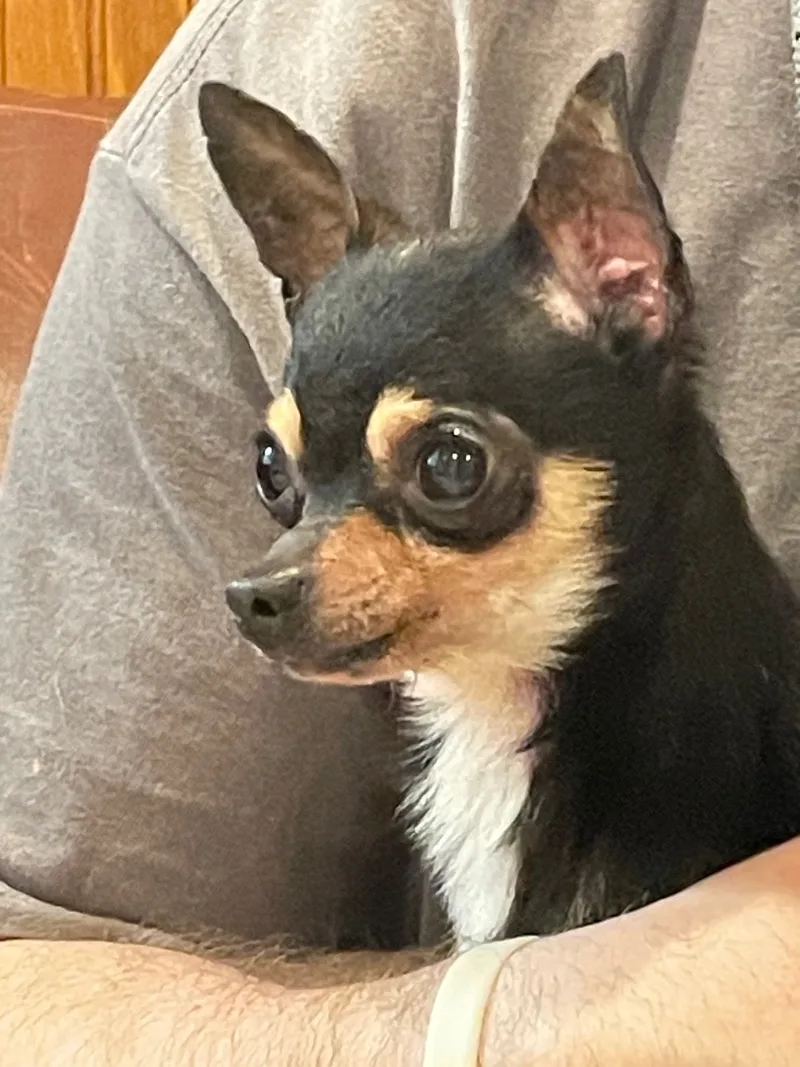 Nacho thumbnail 3