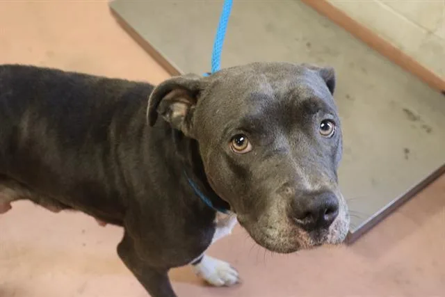 An adult large-sized female Mixed Breed dog named Samir for adoption in Columbia, SC