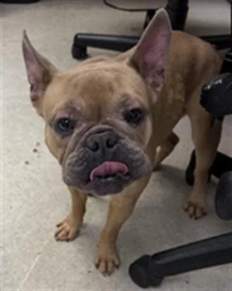 An adult medium-sized male French Bulldog dog named Randle for adoption in Los Angeles, CA