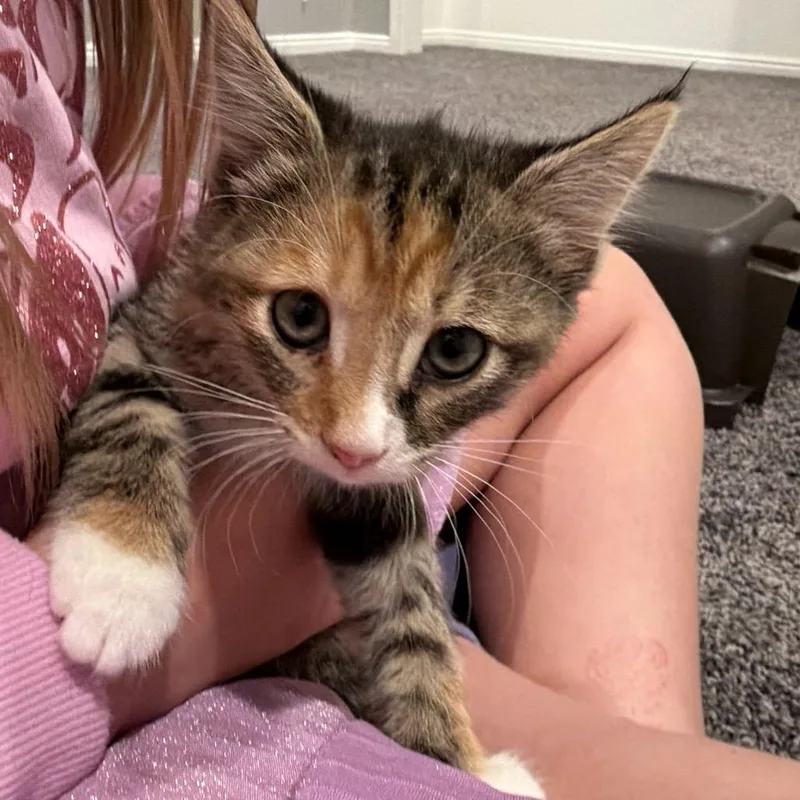 A baby small-sized female Brown / Chocolate Domestic Short Hair cat named Bella for adoption in Grantsville, UT
