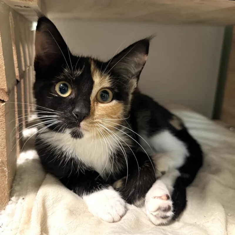 A baby small-sized female Tortoiseshell Domestic Short Hair cat named Sox for adoption in Goshen, IN