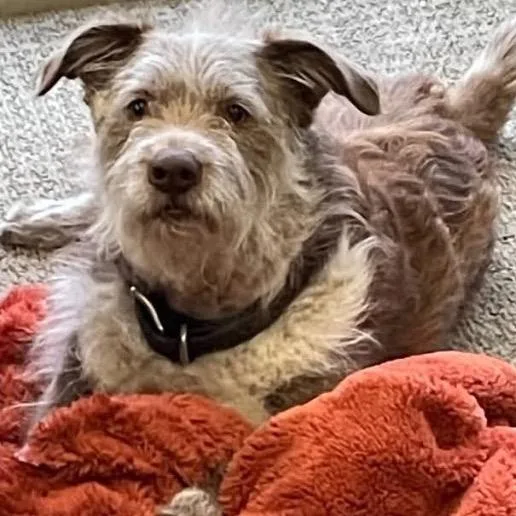 A senior medium-sized male Brown / Chocolate Terrier dog named Koby for adoption in Cashmere, WA