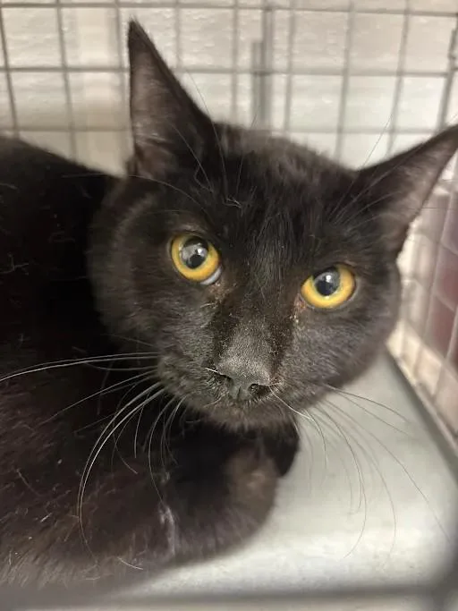 A young large-sized male Domestic Short Hair cat named Oliver for adoption in Las Vegas, NV