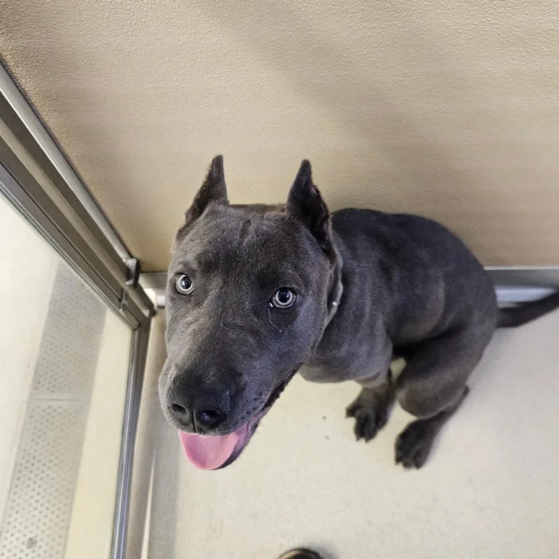 A baby large-sized male Gray / Blue / Silver Pit Bull Terrier dog named Turbo for adoption in Phoenixville, PA