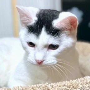 Stunning Sambuca thumbnail 4