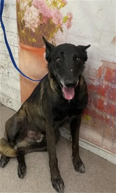 An adult medium-sized male Belgian Shepherd / Malinois dog named Charlie for adoption in San Bernardino, CA