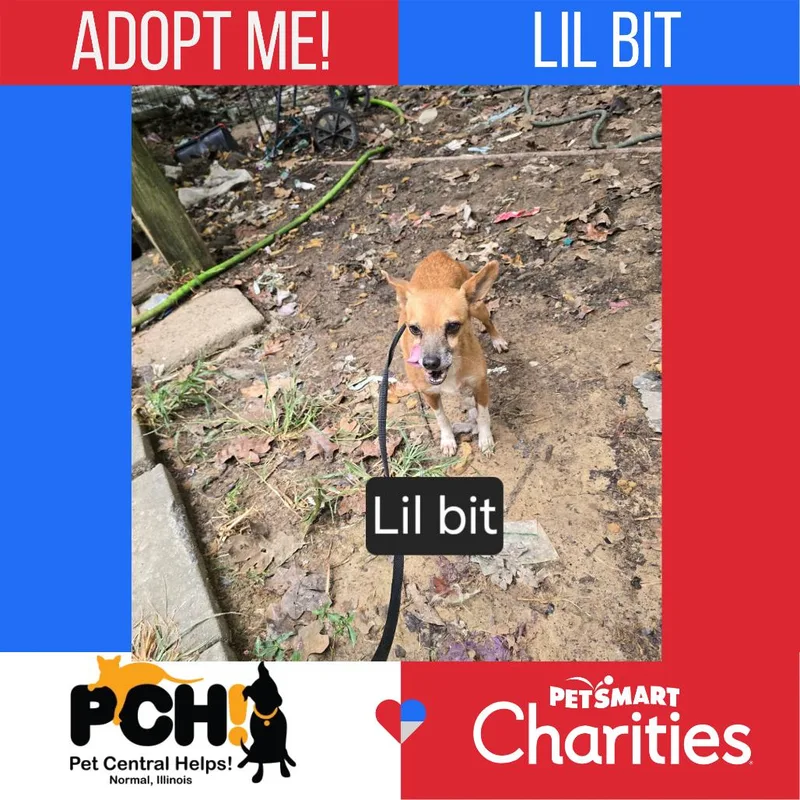 An adult small-sized female Chihuahua dog named Lil Bit for adoption in Normal, IL