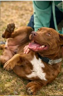 Huckleberry Aka Huck thumbnail 2