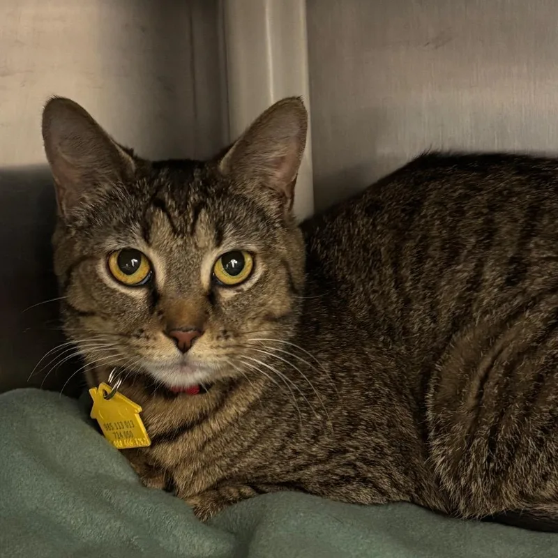 A young small-sized female Brown / Chocolate Domestic Short Hair cat named Juliet for adoption in Springfield, MA