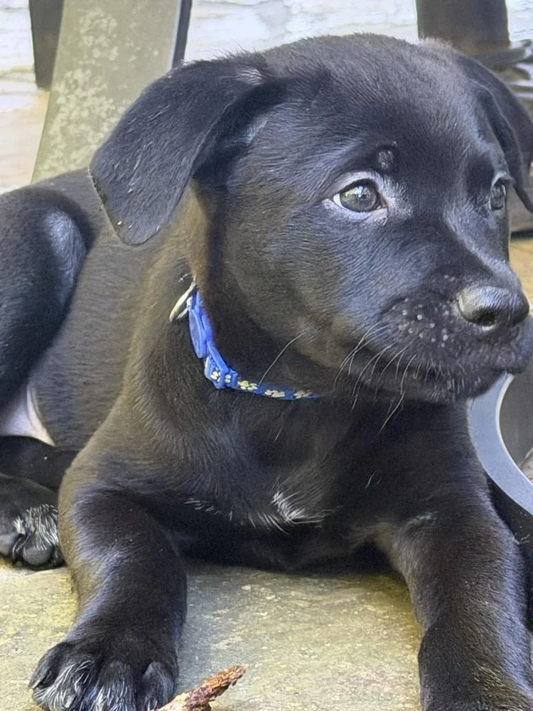 A baby medium-sized male Black Terrier dog named Orzo for adoption in Hartwell, GA