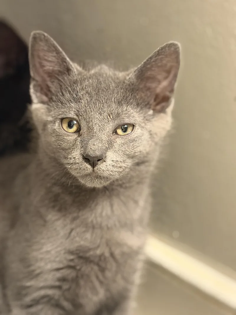 A baby small-sized male Gray / Blue / Silver American Shorthair cat named Dusty for adoption in North Chesterfield, VA