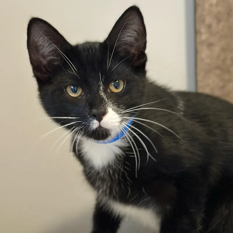 A baby medium-sized male Black & White / Tuxedo Domestic Short Hair cat named Michael Meyers for adoption in Victor, NY