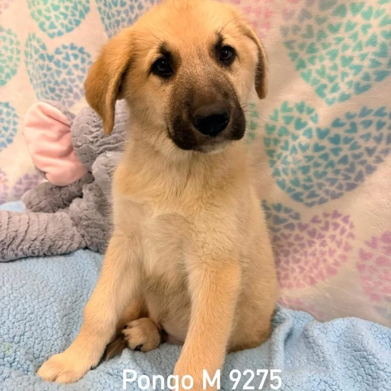 Pongo