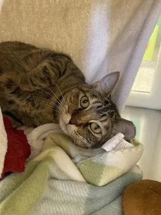 An adult medium-sized female Brown / Chocolate Domestic Short Hair cat named Charli Xcx for adoption in Kansas City, MO