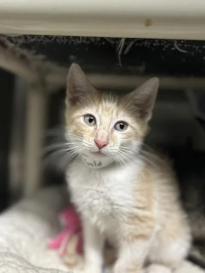 A baby small-sized male Domestic Short Hair cat named Gold Finch for adoption in Munster, IN