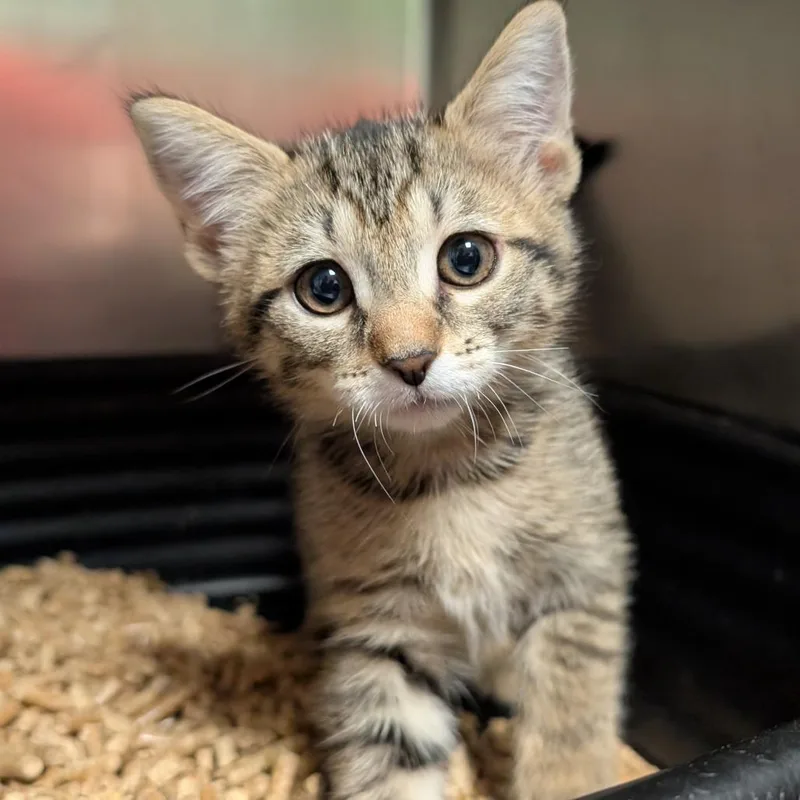 A baby small-sized female Brown / Chocolate Domestic Short Hair cat named Honeysuckle for adoption in Titusville, FL