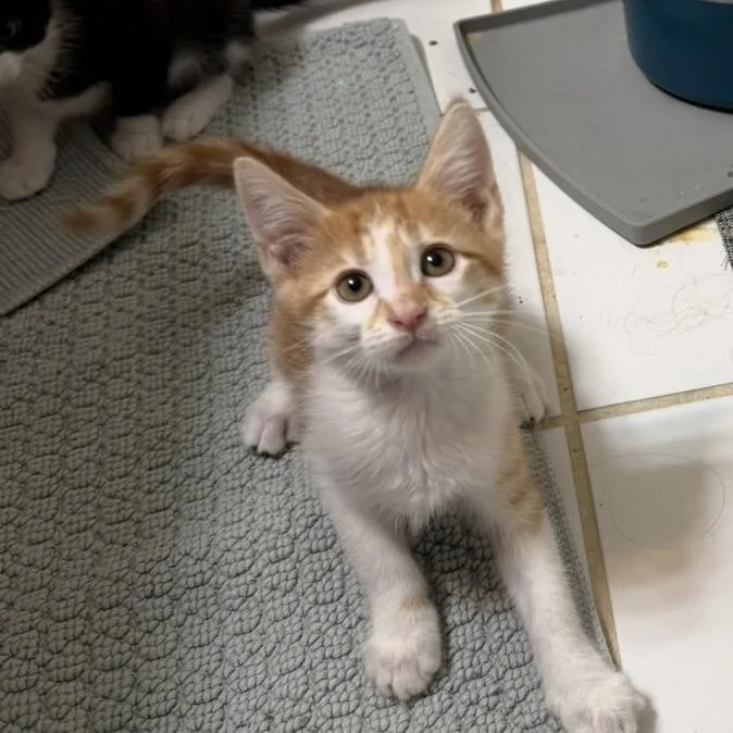 A baby small-sized male Domestic Short Hair cat named Zepbound for adoption in Woodstock, GA