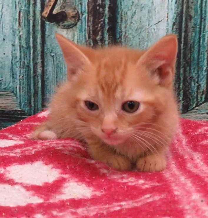A baby medium-sized male Tabby (Orange / Red) Domestic Short Hair cat named Brooks for adoption in Lexington, VA