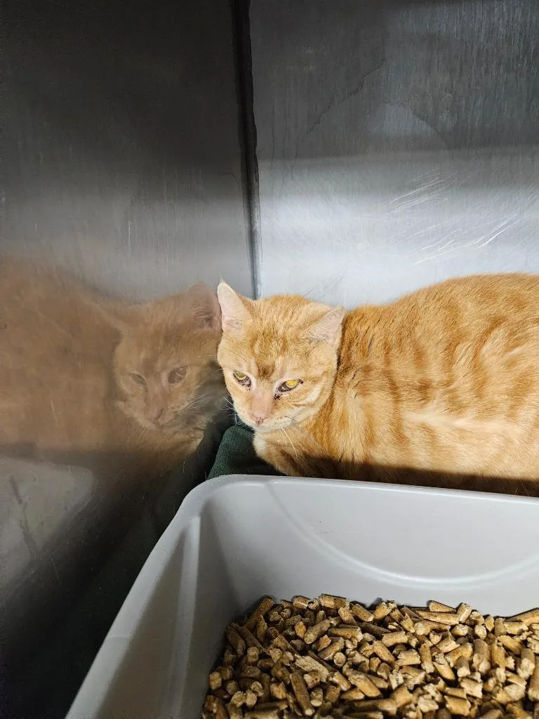 A young medium-sized male Domestic Short Hair cat named Sherbert for adoption in Huntington, IN