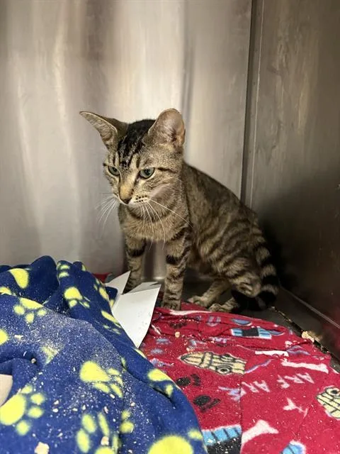 A young medium-sized female Domestic Short Hair cat named Gretchen for adoption in Indianapolis, IN