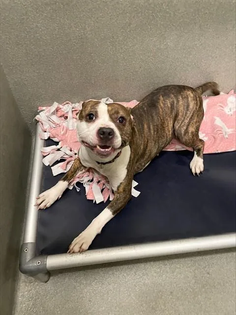 An adult large-sized female Pit Bull Terrier dog named Indiana for adoption in Lees Summit, MO