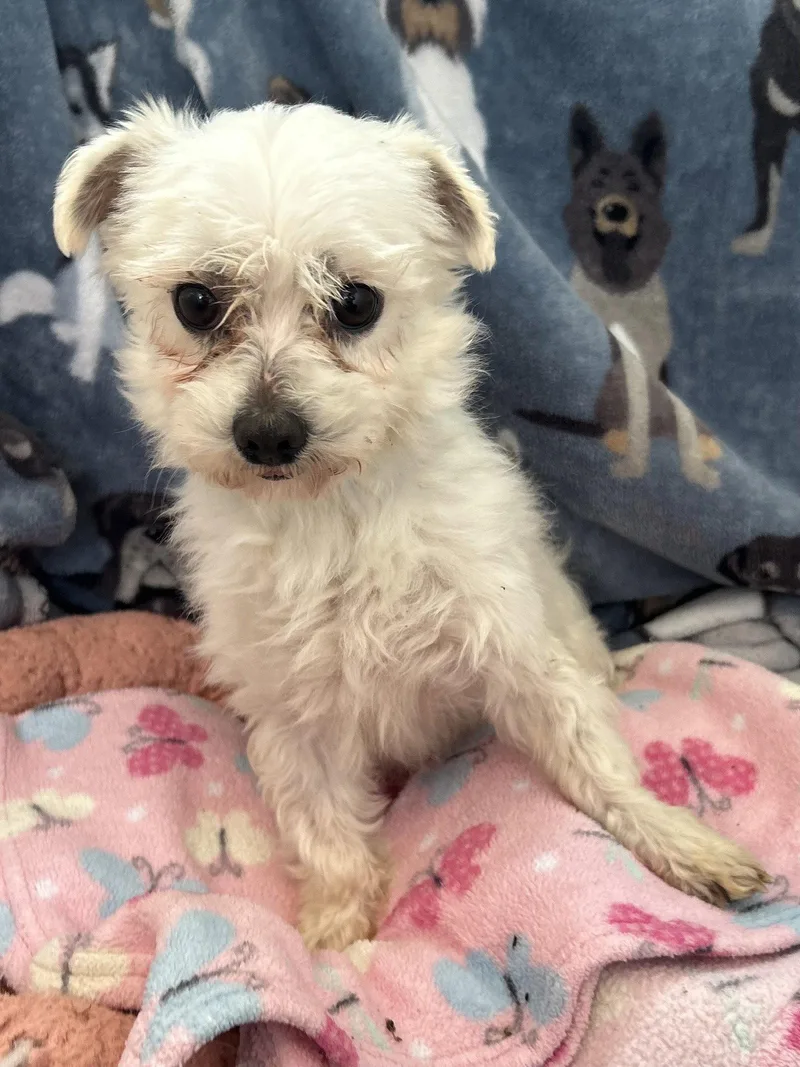 An adult small-sized male Maltese dog named Mario Mar for adoption in Pacolet, SC