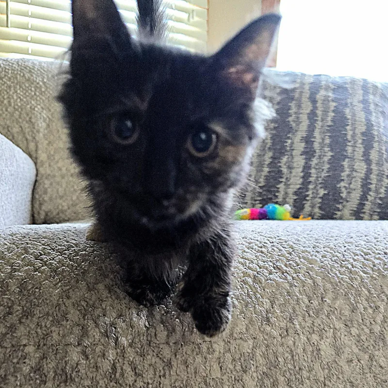 A baby medium-sized female Domestic Medium Hair cat named Rem for adoption in Omaha, NE