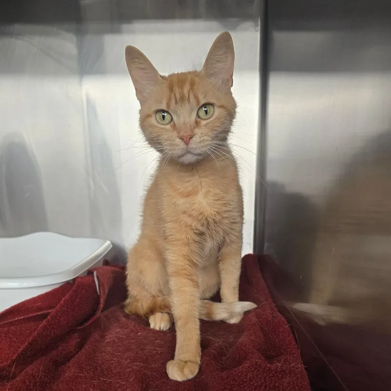 An adult medium-sized female Orange / Red Domestic Short Hair cat named Ginger for adoption in Spokane, WA