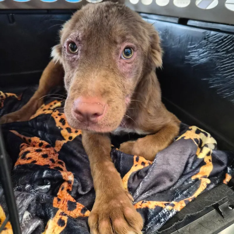 A young small-sized female Retriever dog named Harley for adoption in Montgomery, AL
