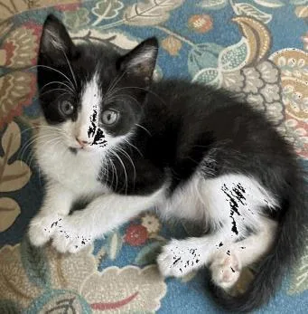 A baby small-sized male Domestic Short Hair cat named Shamu for adoption in Largo, FL
