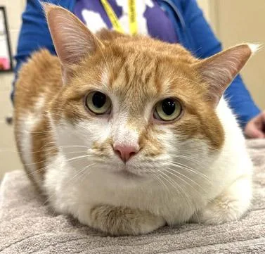 An adult medium-sized male Domestic Short Hair cat named Creamsicle for adoption in Fishers, IN