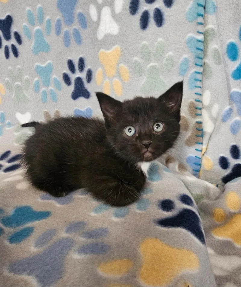 A baby medium-sized female Domestic Short Hair cat named Missy Elliot for adoption in Wabash, IN