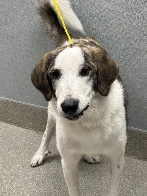 A young medium-sized male Anatolian Shepherd dog named Storm for adoption in Las Vegas, NV