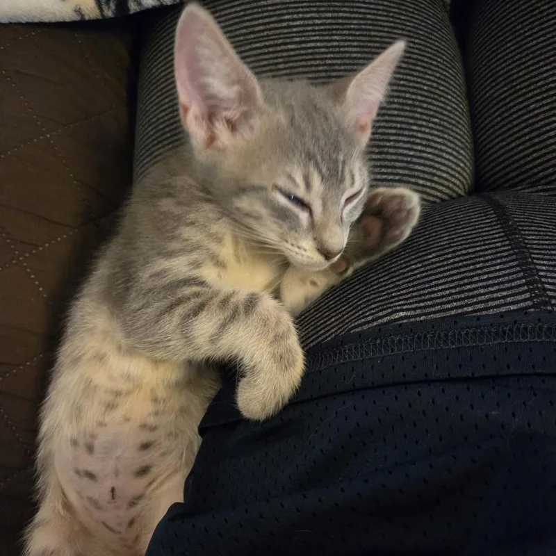 A baby small-sized male Gray / Blue / Silver Domestic Short Hair cat named Krypton for adoption in Lauderhill, FL