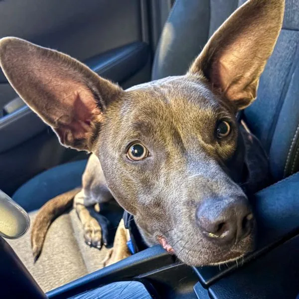 Greyson thumbnail 2
