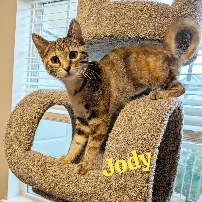 A baby medium-sized female Torbie Domestic Short Hair cat named Jody for adoption in Overland Park, KS