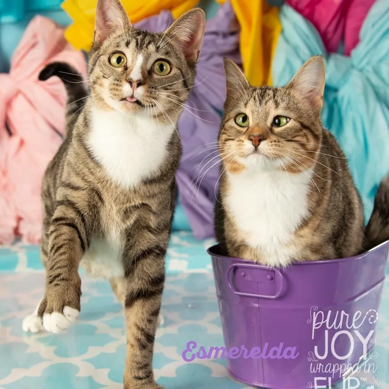 Esmeralda thumbnail 5