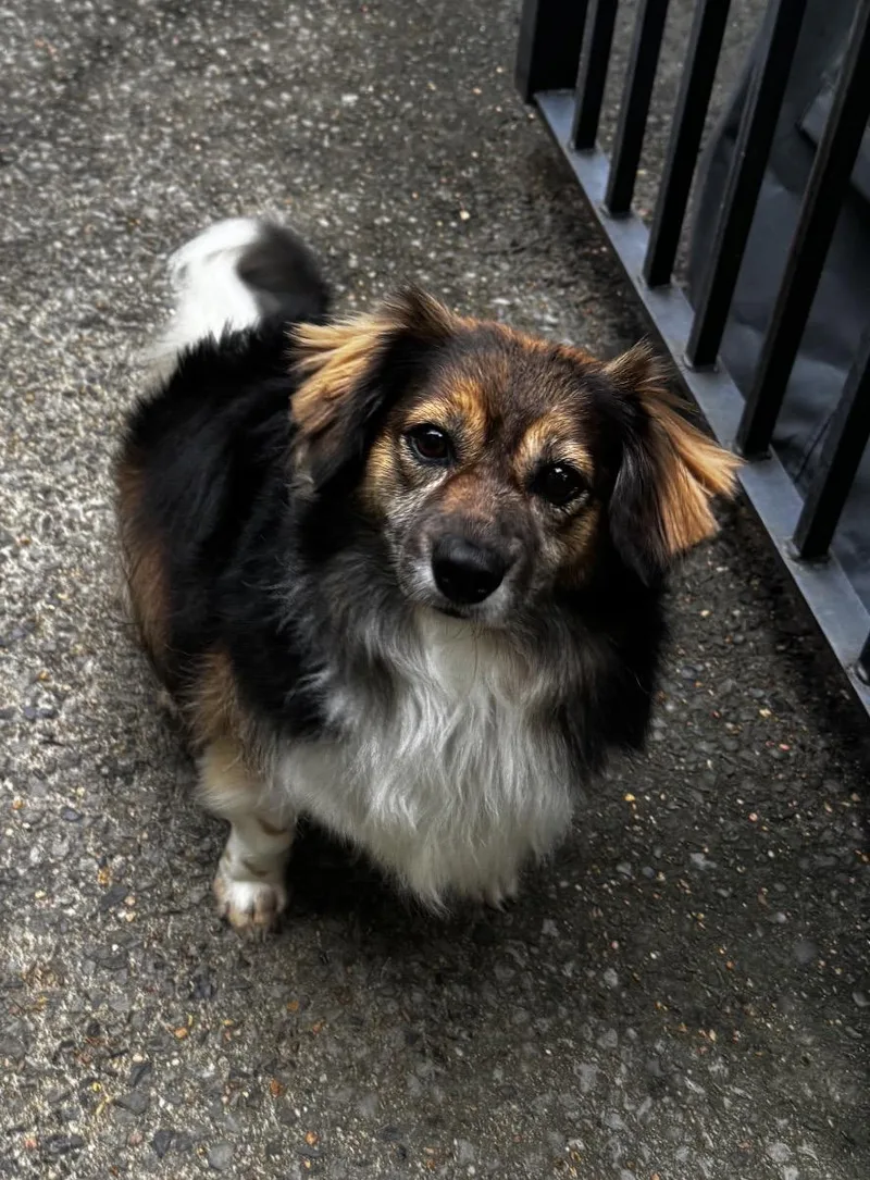 An adult small-sized female Papillon dog named Nutmeg for adoption in Memphis, TN
