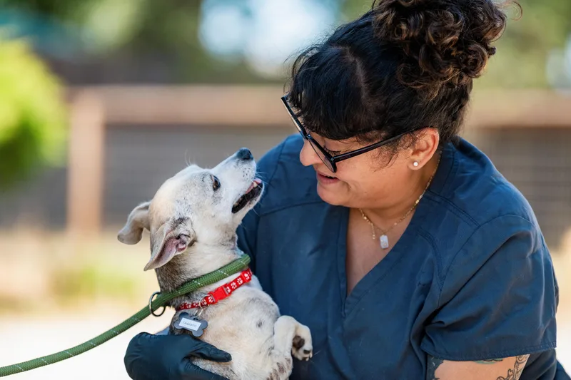 An adult small-sized male Chihuahua dog named Taquito for adoption in Santa Rosa, CA