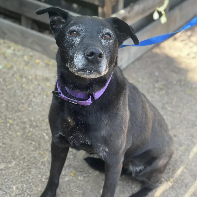 A senior medium-sized female Black Shepherd dog named Roxxi for adoption in Riverside, CA
