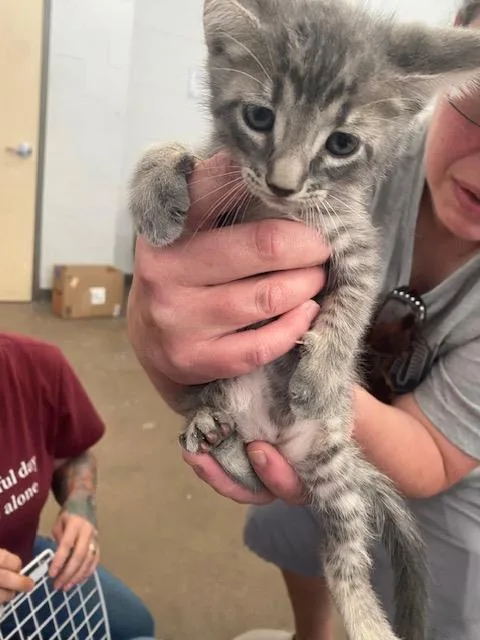 A baby medium-sized male Domestic Short Hair cat named Ray for adoption in Dallas, TX