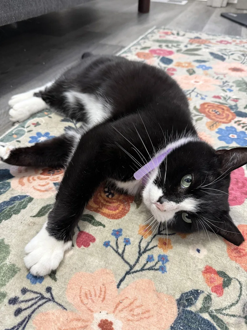 Bernie Parent thumbnail 2