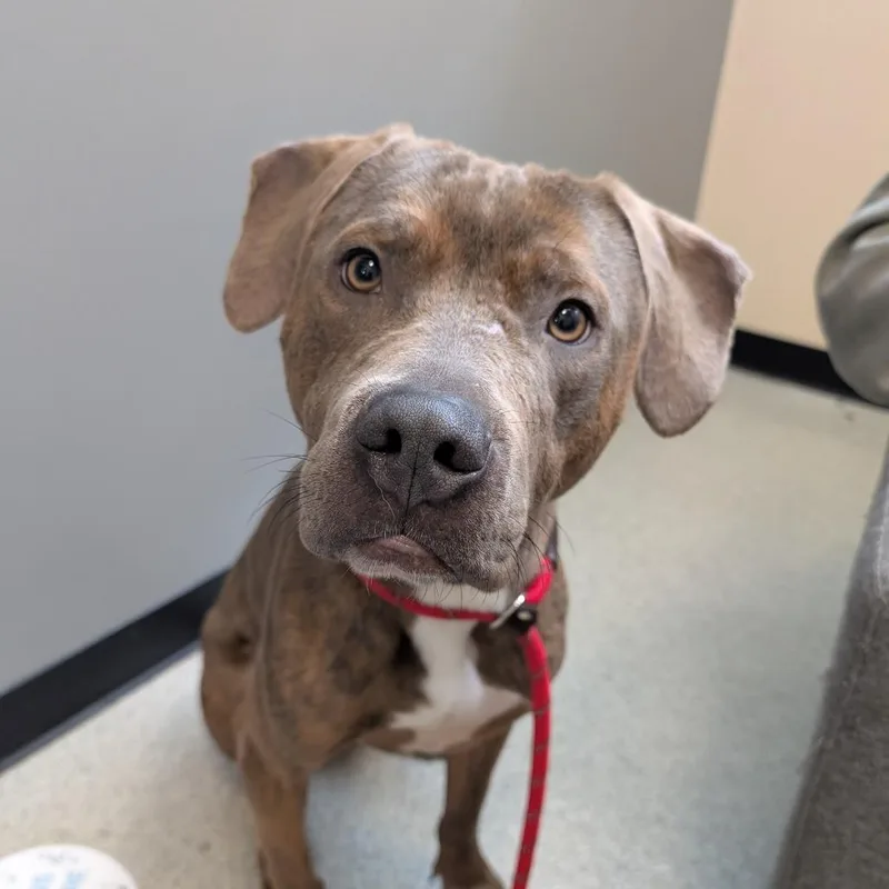 A young medium-sized male Brown / Chocolate Cane Corso dog named Roman for adoption in Chicago, IL