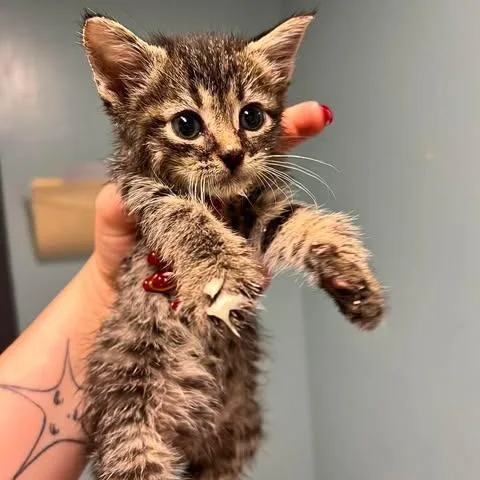 A baby small-sized male Brown / Chocolate Domestic Short Hair cat named Snickers for adoption in Edwardsville, IL